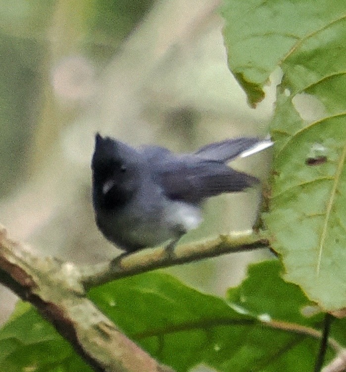 White-tailed Crested Flycatcher (Elminia albonotata), photo 1