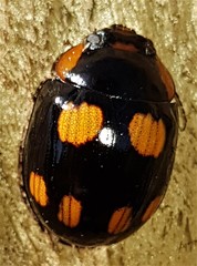 Paropsisterna sexpustulata