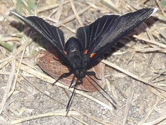 Melanis acroleuca acroleuca
