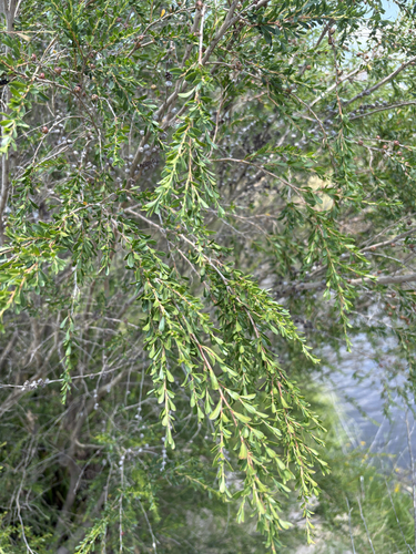 Leptospermum obovatum, photograph 2