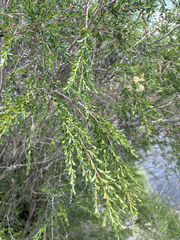 Leptospermum obovatum, photograph (c) Bryce Watts-Parker, some rights reserved (CC BY)