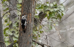 Dendrocopos syriacus