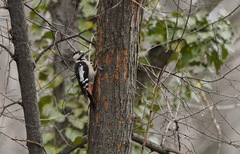 Dendrocopos syriacus