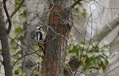Dendrocopos syriacus