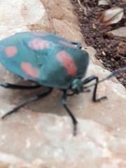 Brachystethus rubromaculatus