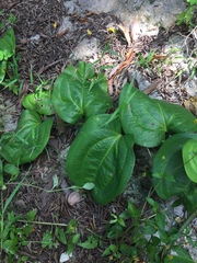 Smilax setosa