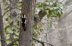 Dendrocopos syriacus