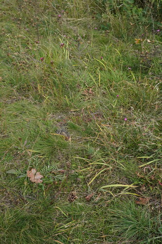 Iris arenaria, photograph 6