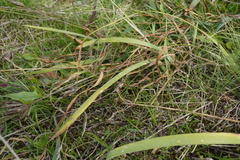 Iris arenaria, photograph (c) Patrick Hacker, some rights reserved (CC BY)