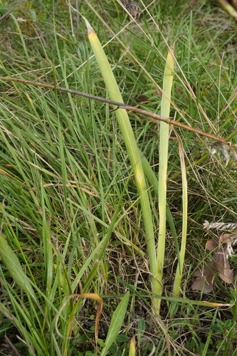 Iris arenaria, photograph 4