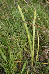 Iris arenaria, photograph (c) Patrick Hacker, some rights reserved (CC BY)