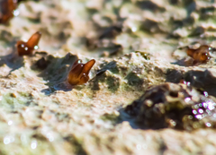 Nemalion elminthoides