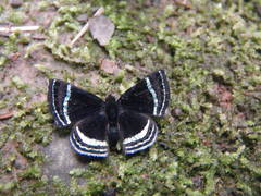 Chalodeta theodora