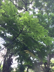 Cecropia pachystachya