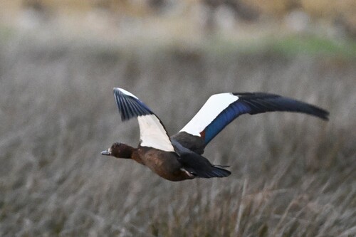 Paradise Shelduck (Tadorna variegata), photo 5