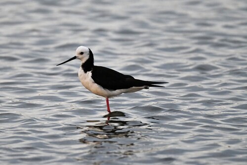 Pied Stilt (Himantopus leucocephalus), photo 9