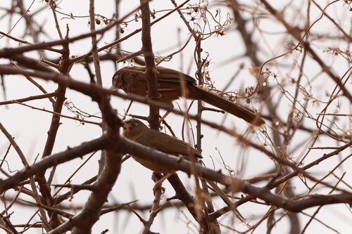 Scaly Chatterer (Argya aylmeri), photo 5