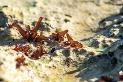 Nemalion elminthoides