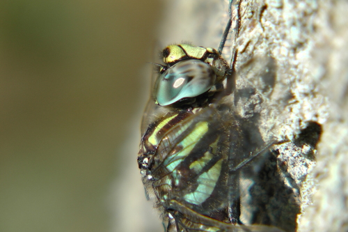 Subarctic Darner, Drouwen, Nederland, photo 8 of 10
