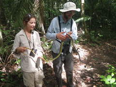 Chironius multiventris