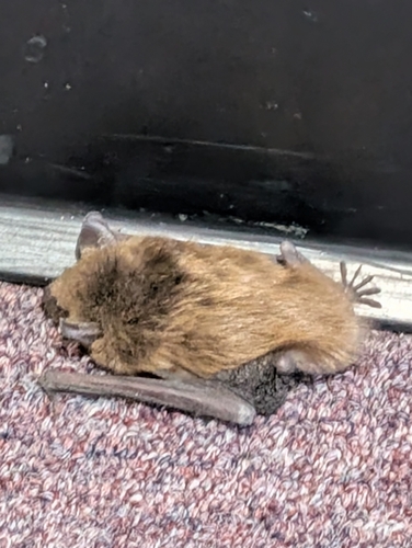 Big Brown Bat observed by pandapown