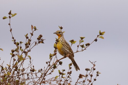 Pangani Longclaw (Macronyx aurantiigula), photo 4