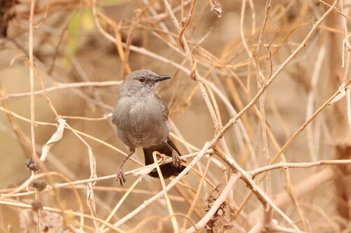 Grey Wren-Warbler (Calamonastes simplex), photo 10