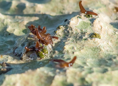 Nemalion elminthoides