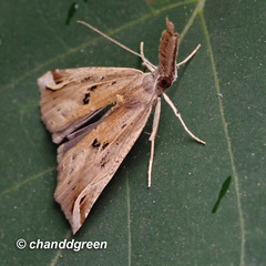 Hypena labatalis