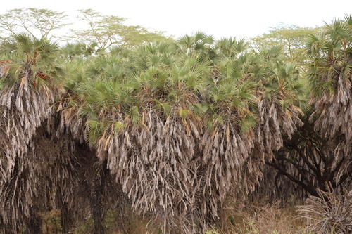 East African doum palm (Hyphaene compressa)