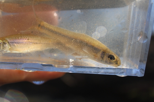 Bluntnose minnow (Pimephales notatus) — Cyprinidae — 4