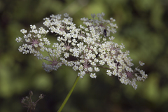 Peucedanum palustre