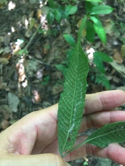 Grypothrix triphylla