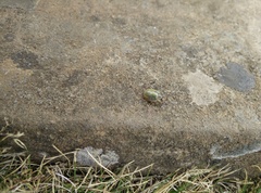 Paropsisterna bimaculata