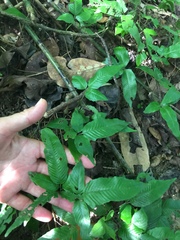 Grypothrix triphylla