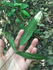 Grypothrix triphylla