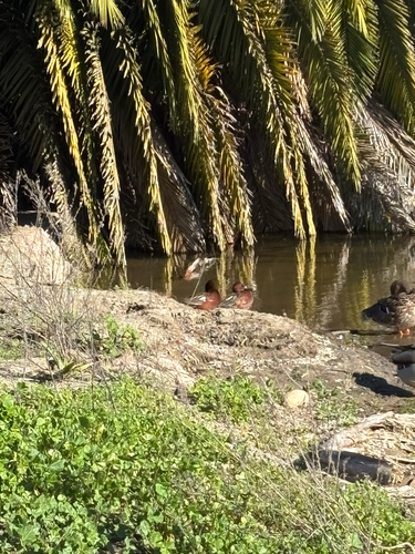 Cinnamon Teal (Spatula cyanoptera), photo 6