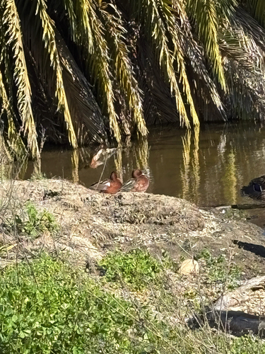Cinnamon Teal (Spatula cyanoptera), photo 5