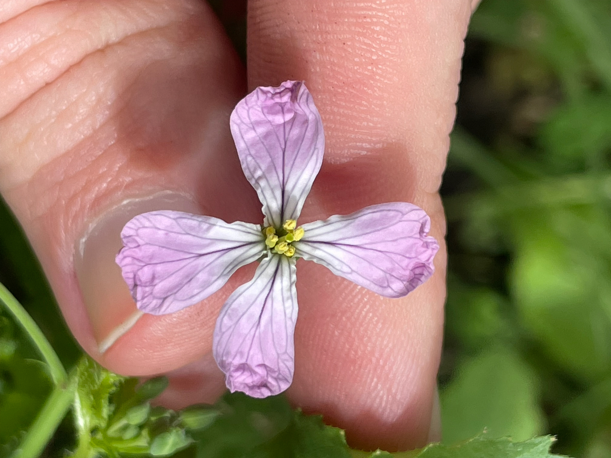 Radish plant with leaves in a vegetable plot