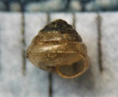 Euconulus