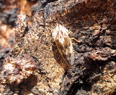 Stenocotis depressa