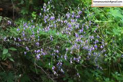 Adenophora capillaris