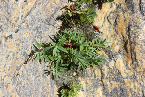 Veronica albicans, photograph 4