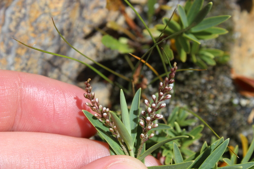 Veronica albicans, photograph 5