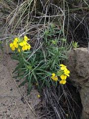 Erysimum suffrutescens