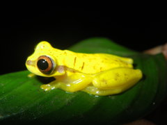 Dendropsophus rhodopeplus