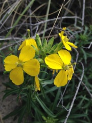 Erysimum suffrutescens