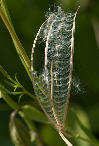 Epilobium palustre iNat (1)