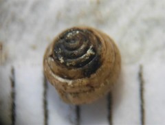 Euconulus