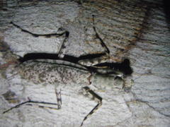 Hagiomantis superba